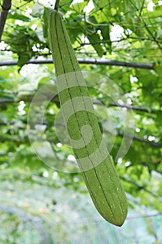 ItÃ¢â¬â¢s a korea crop